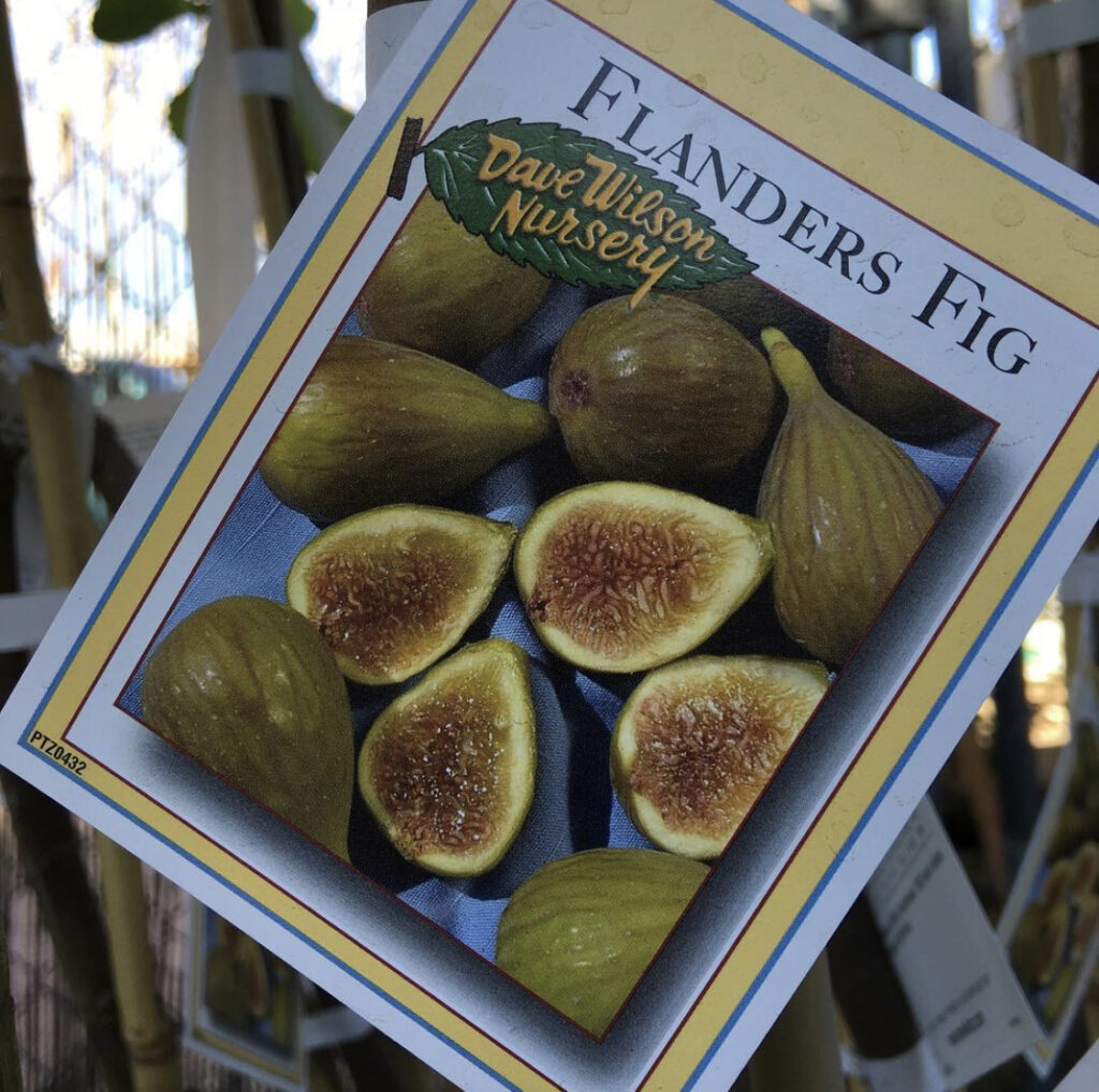 Flanders Fig - Green fig with pink center One of the sweetest figs