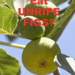Green figs on a tree - pinterest pin - can you eat unripe figs?