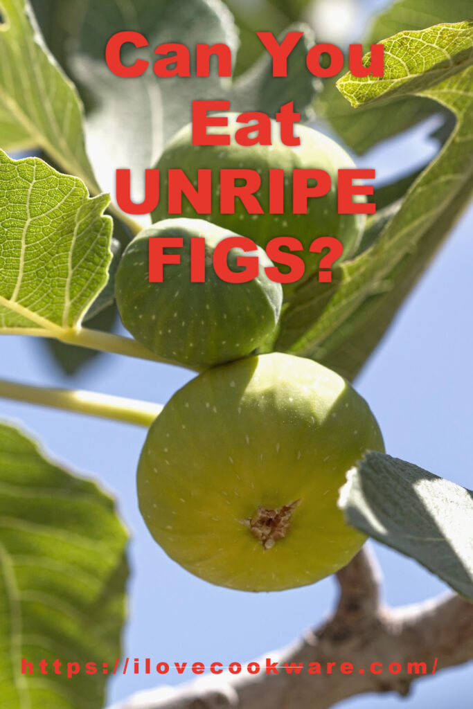 Green figs on a tree - pinterest pin - can you eat unripe figs?