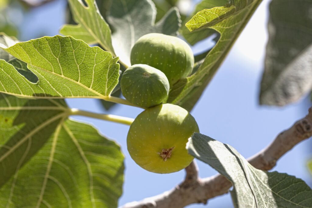 Green unripe figs. Can you eat unripe figs?