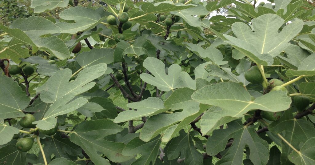 A fig tree with green figs and green leaves. Can you eat unripe figs?