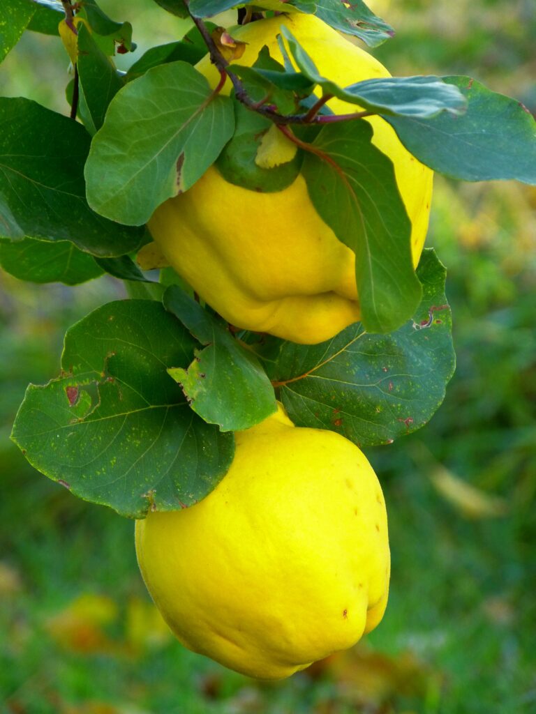 Quince fruit on a tree. It makes a good fig substitute.