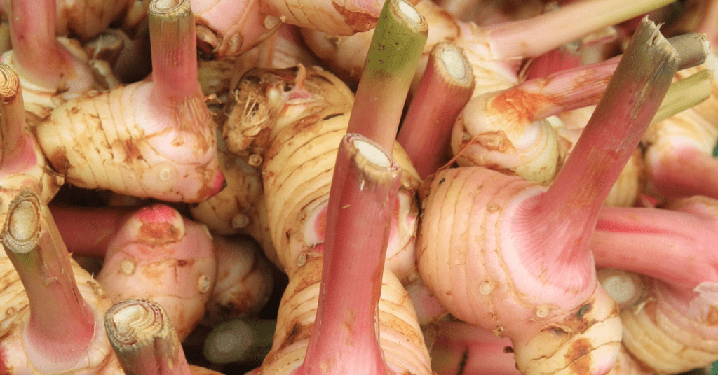 Thai food spices_ Galangal